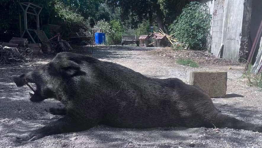 Un beau sanglier de 130 kilos prélevé lors d’une battue près d’une voie verte du Gard