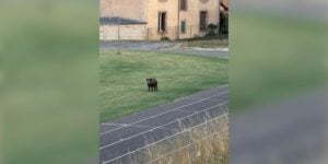 sanglier college rodez