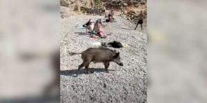 sanglier marseilleveyre