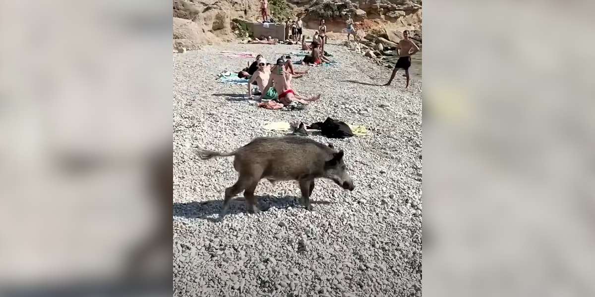 Malgré l&rsquo;interdiction, un sanglier nourri par des baigneurs sur une plage à Marseille