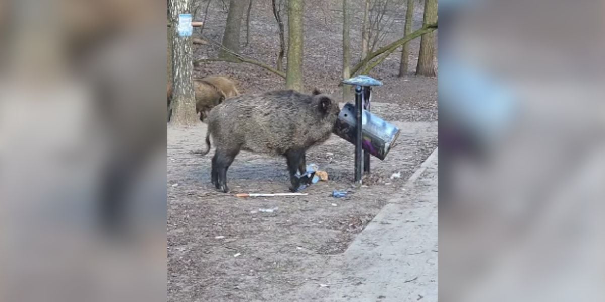 [Vidéo] Un sanglier qui confond poubelle et gamelle