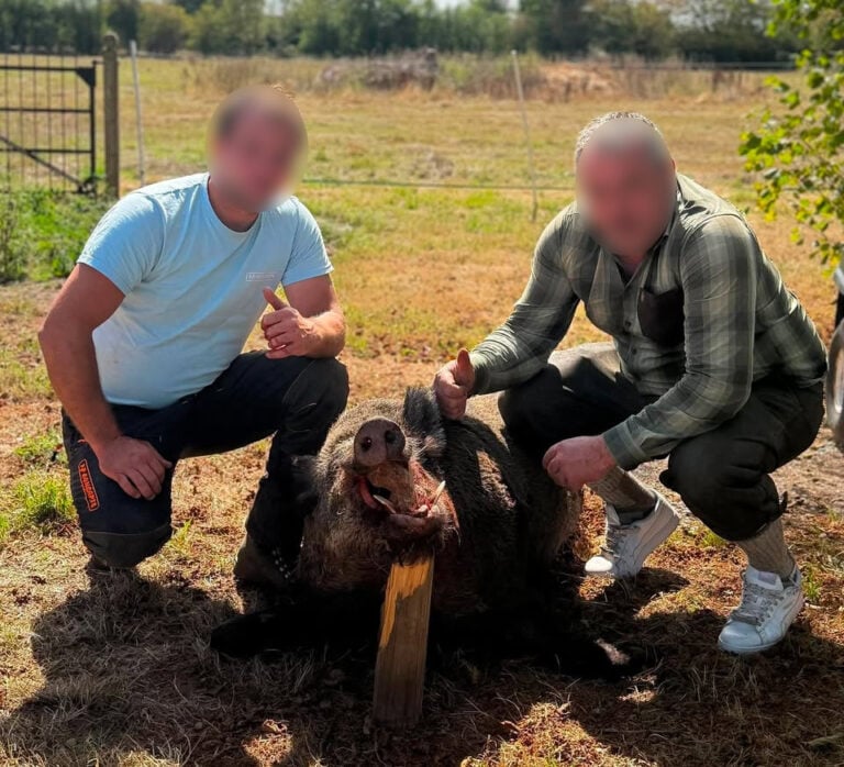 Un sanglier de 171 kilos prélevé dans l&rsquo;Eure