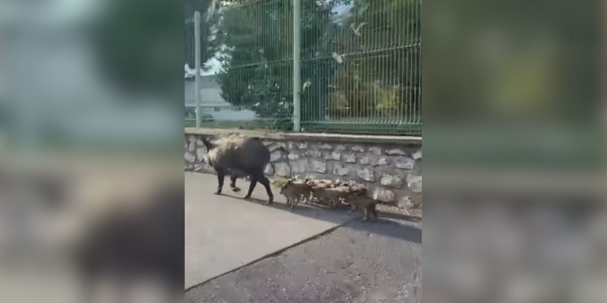 Une laie et ses marcassins en pleine promenade sur un trottoir de Montpellier