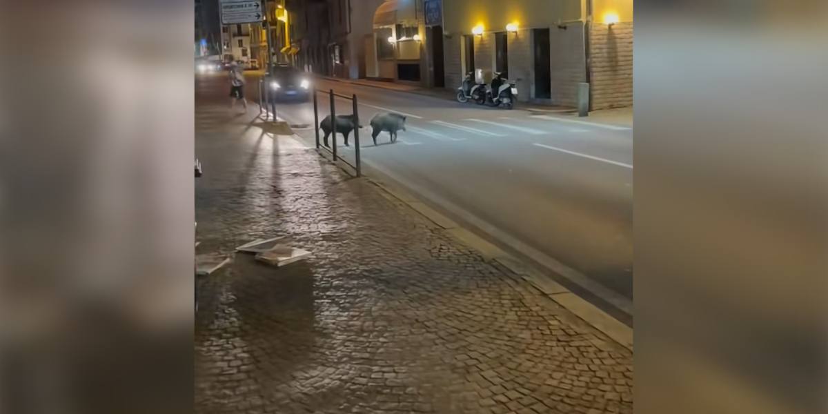 [Vidéo] Des sangliers tellement habitués à la ville qu&rsquo;ils empruntent les passages piétons