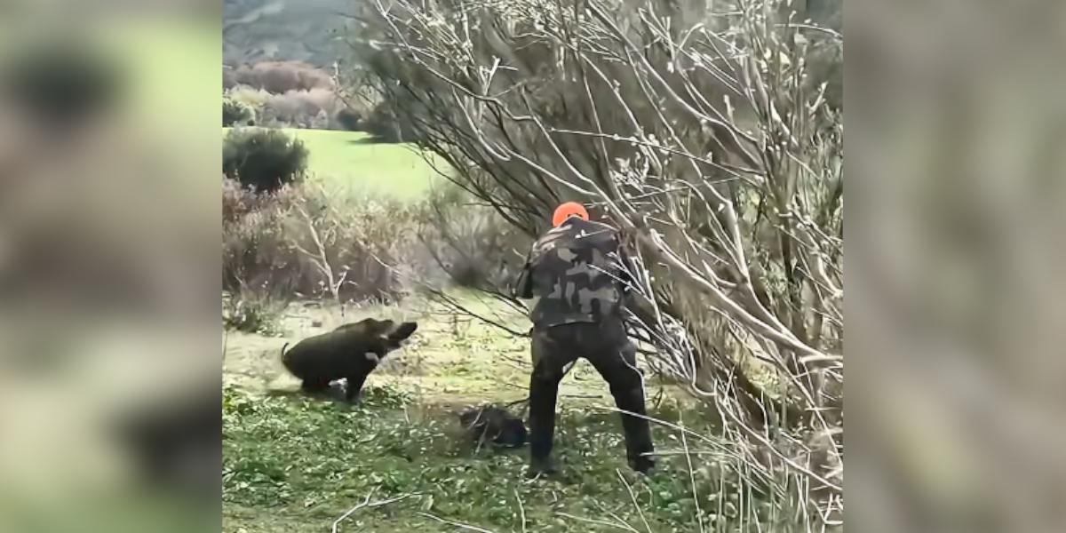 [Vidéo] Un tir très tendu sur un sanglier en pleine charge