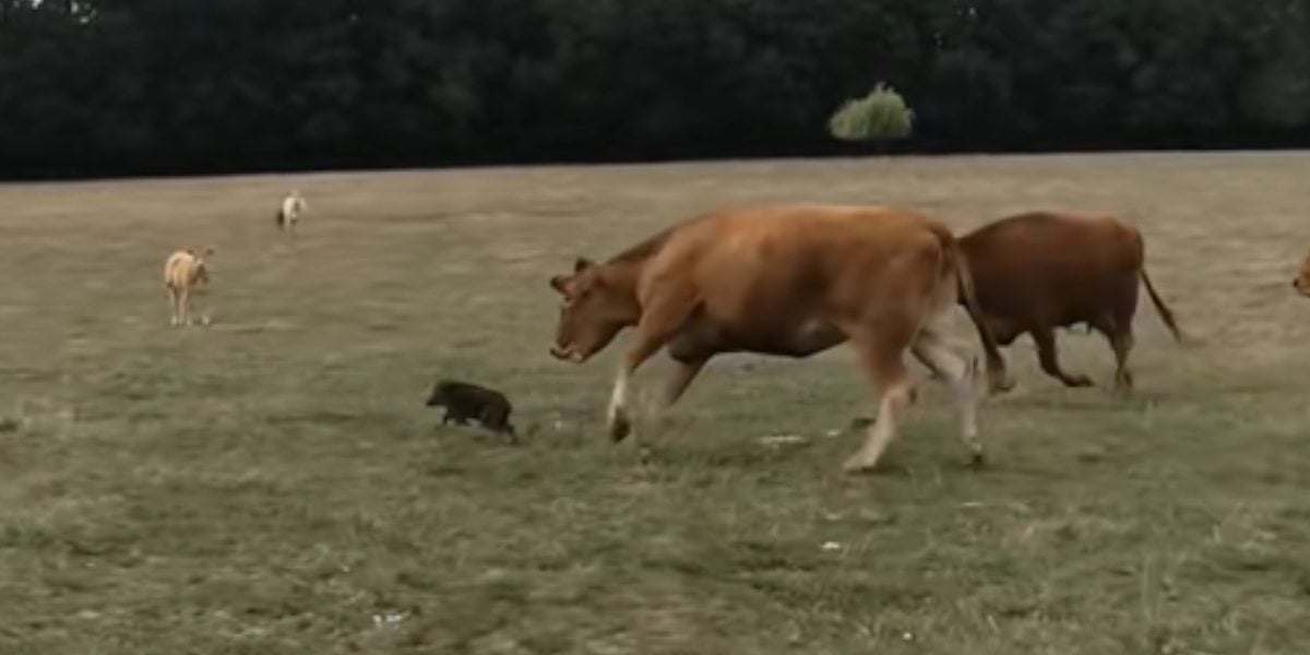 [Vidéo] Un sanglier se fait poursuivre par des vaches dans les prés