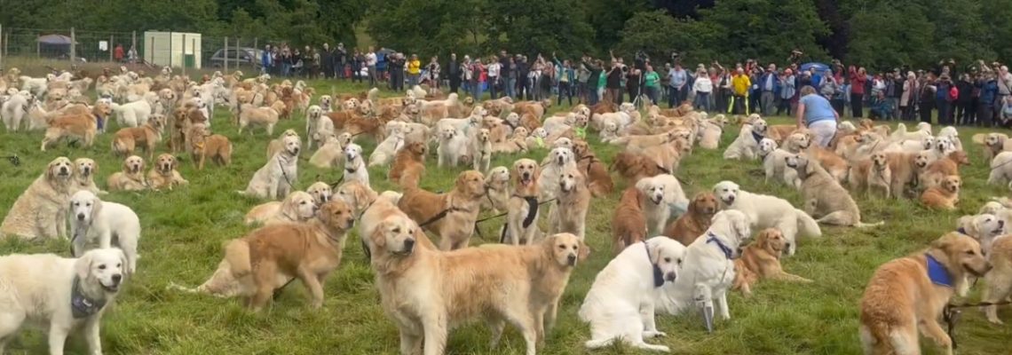 500 golden retrievers en Ecosse