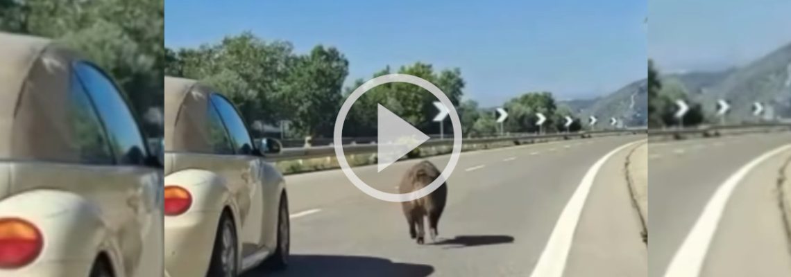 Des voitures obligées de dépasser un sanglier sur l'autoroute