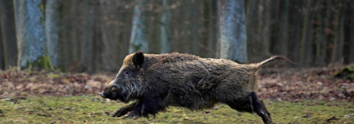Sanglier-n.-1