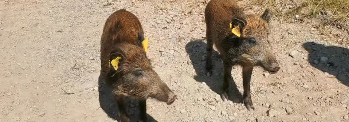 Sangliers bagués dans le calvados
