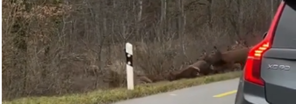 Screenshot_2021-01-13 Une impressionnante harde de cerfs traverse une route Suisse - Chasse Passion