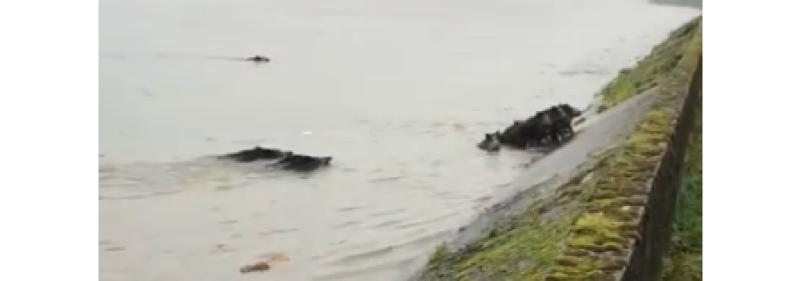 Vidéo Sanglier qui traversent la Seine à la nage