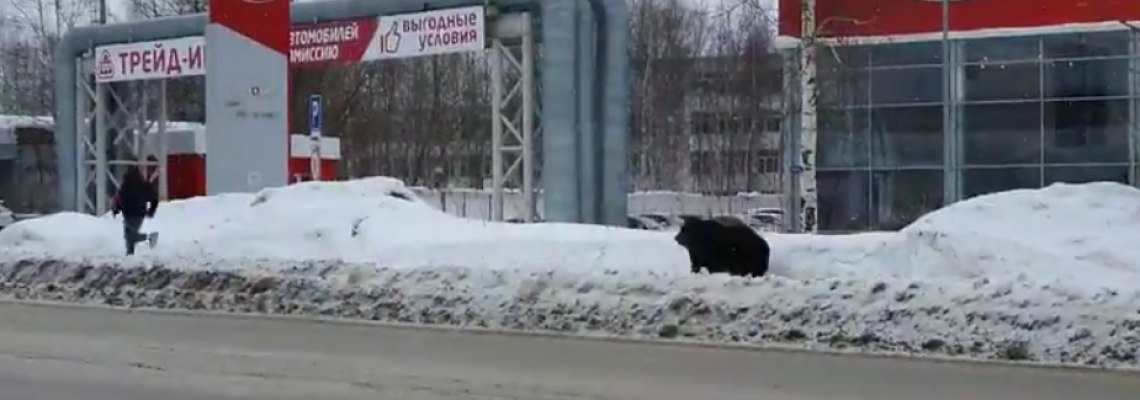 Homme poursuivi par un ours en Russie