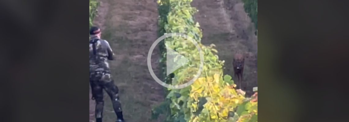Une approche à l'arc incroyable sur un brocard dans les vignes