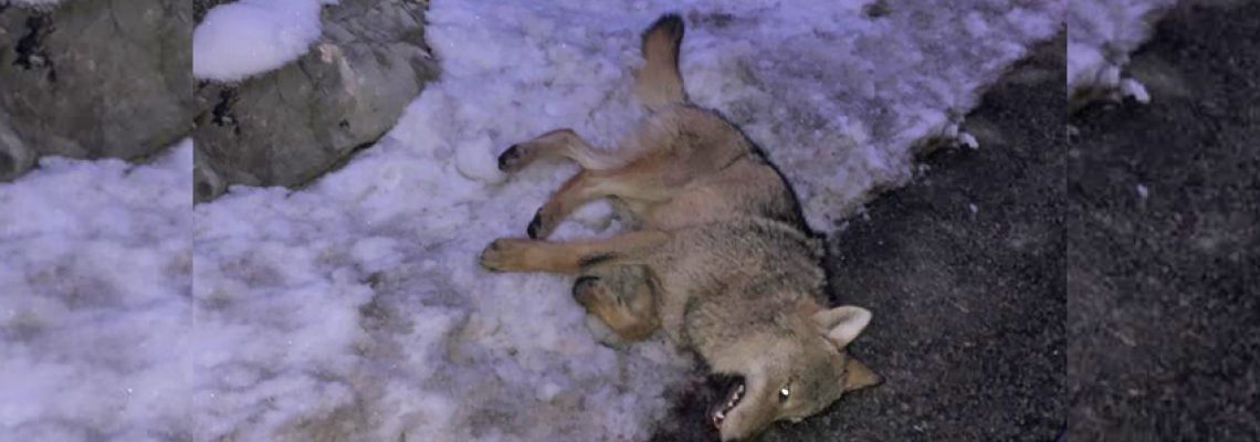 accident loup haute savoie