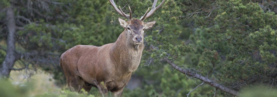 AVA serait à l'origine de l'accident entre un cerf et un automobiliste hier à Compiègne
