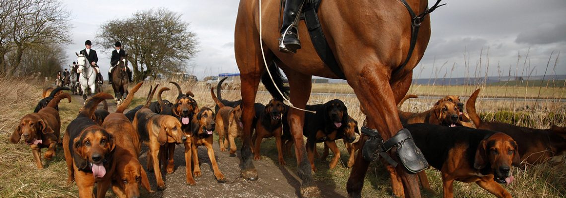 Chasse à courre