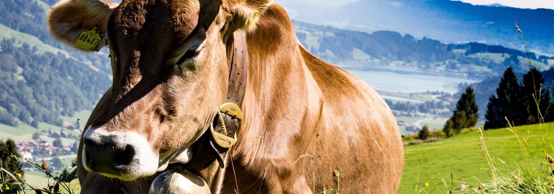 Une vache charge une famille en Ariège
