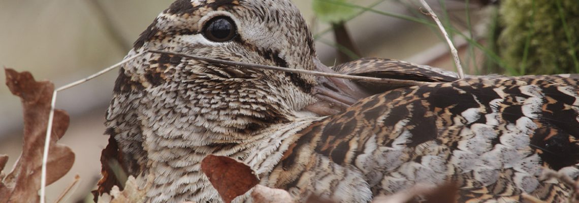 Quel migration pour la saison de chasse à venir ?