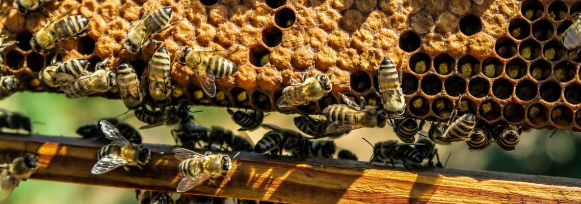 Miel végan sans abeilles