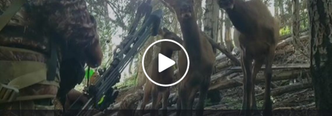 archer-proche-wapiti