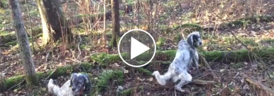 arret-setter-becasse