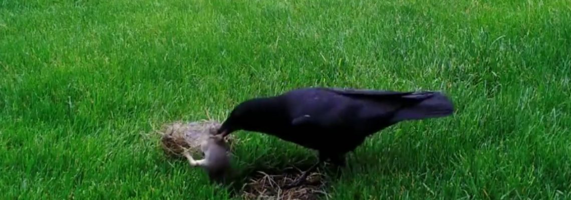 attaque-corbeau-lapin-1