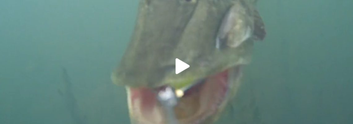 attaque d'un brochet sous l'eau