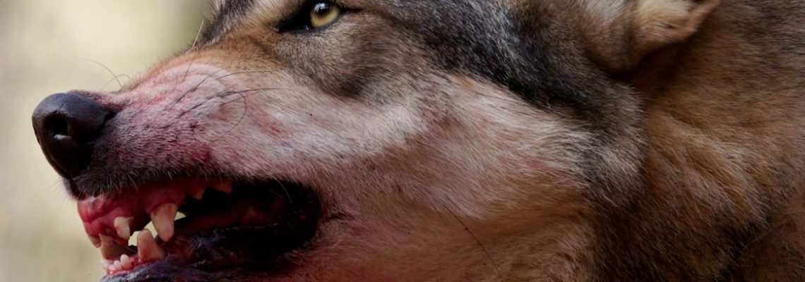 attaque-loup-chien