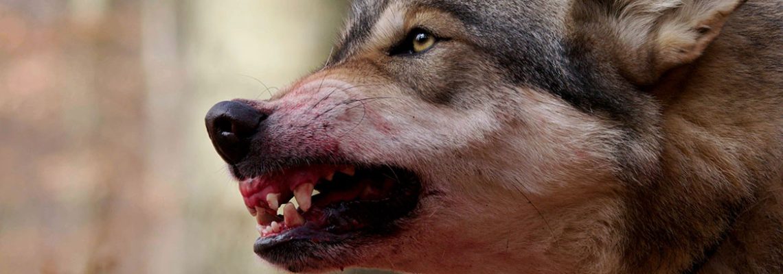 attaque-loup-vosges