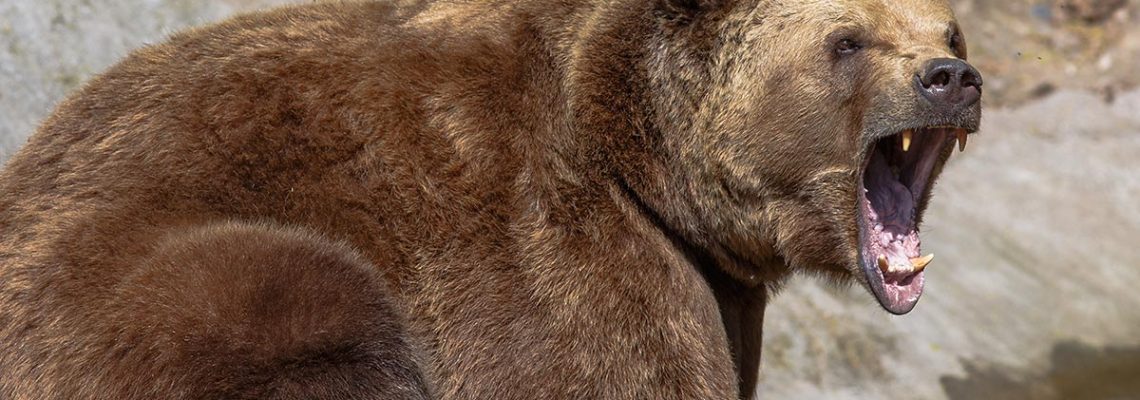 attaque-ours-ariege