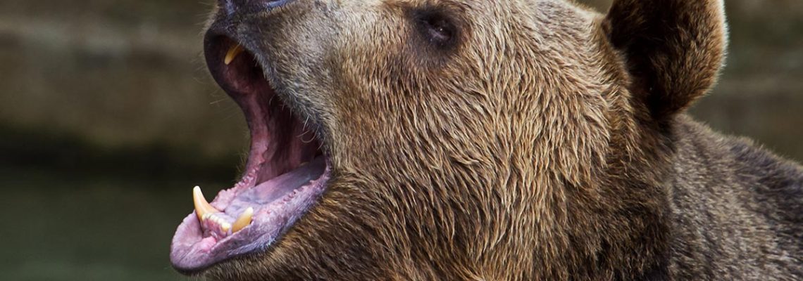 attaque-ours