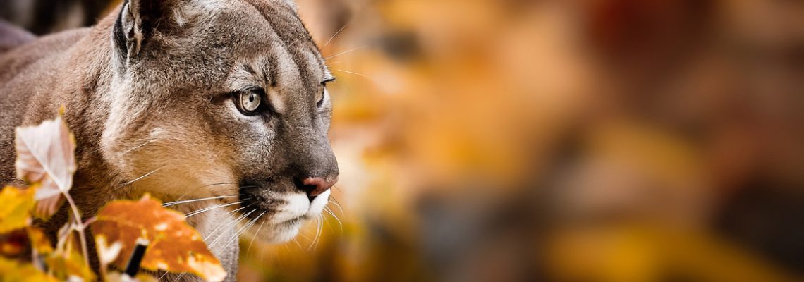 attaque-puma