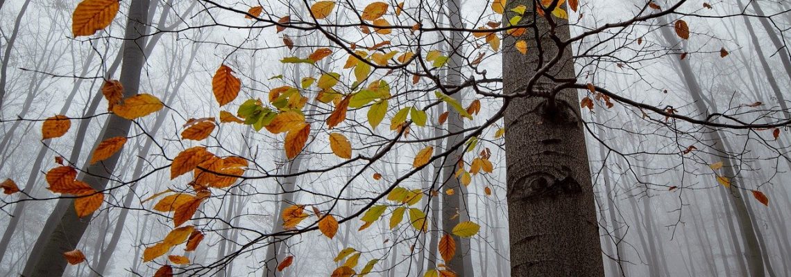 perdu en foret