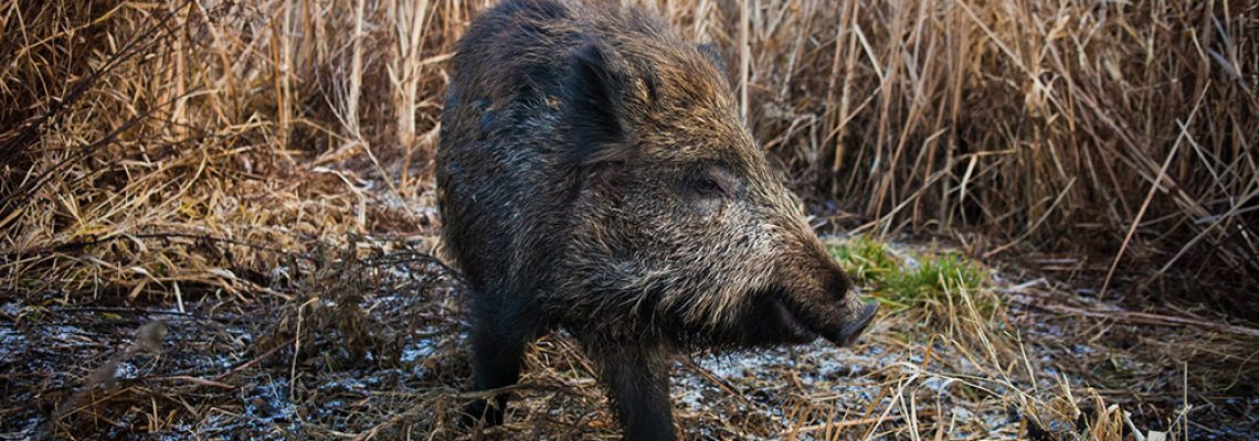 avenir-chasse-sangliers