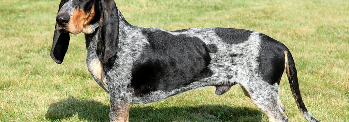 basset-bleu-gascogne