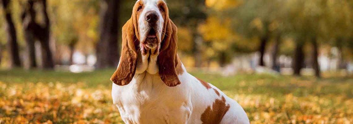 basset-hound