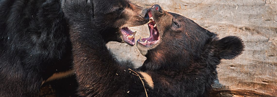 batille-ours-jardin