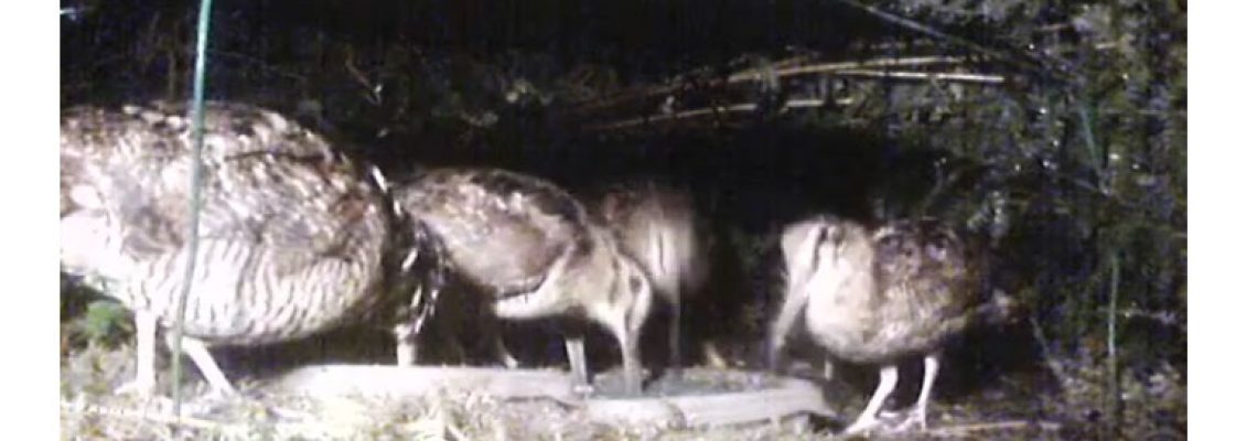 Vidéo : 4 bécasses filmées de nuit en train de vermiller