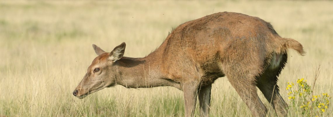 biche-petition-saint-gobain