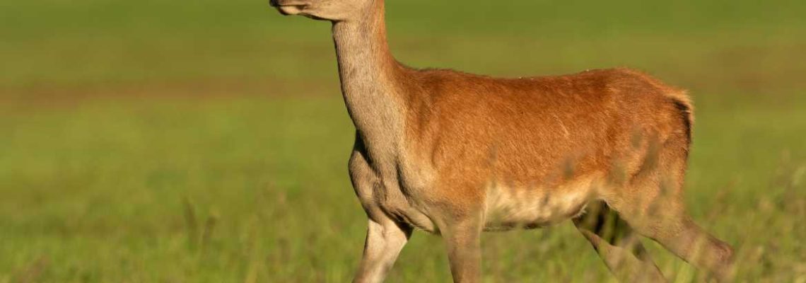 biche