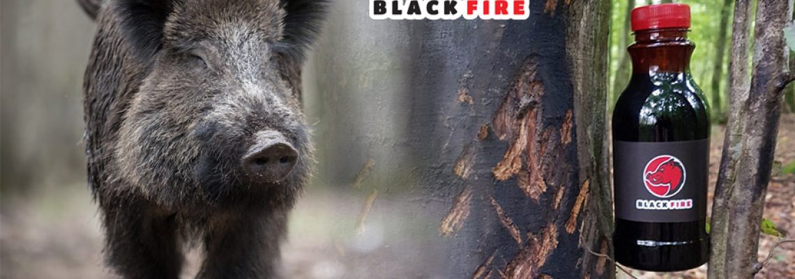 Black Fire : un nouvel attractif à sanglier venu de l'Est - Chasse Passion