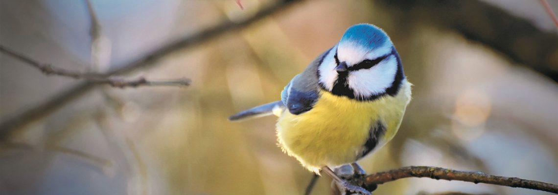 mésange bleue