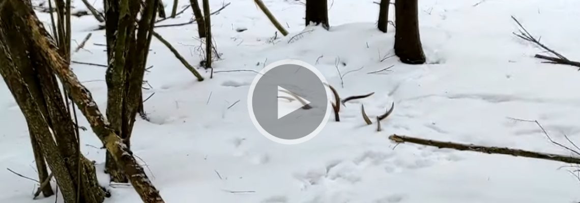 bois de cerf dans la neige