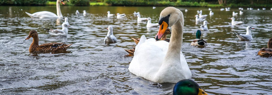 botulisme-cygnes-canards