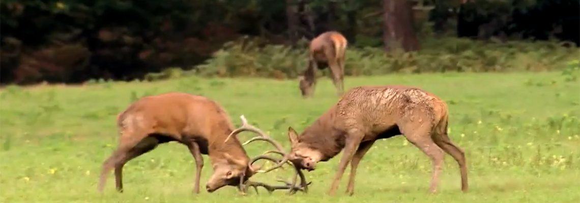 Le brame du cerf à Chambord