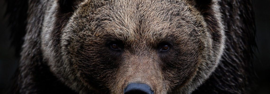 Andreas Kieling attaqué par un ours