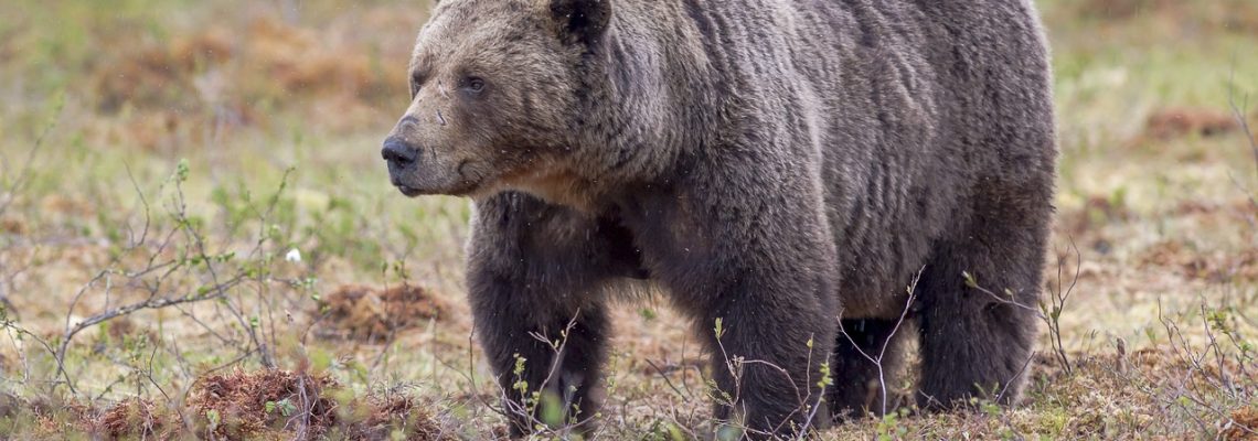 Ours brun en Ariège