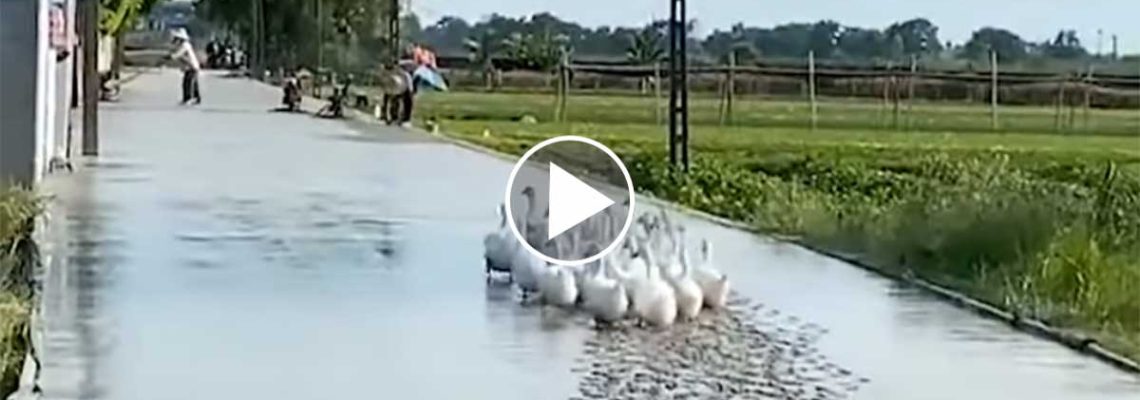 canard-beton