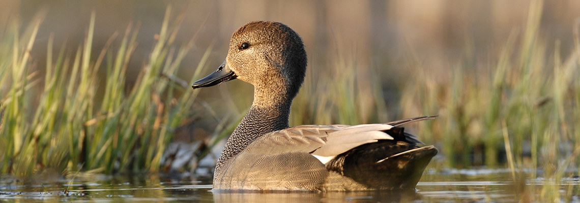 Canard chipeau